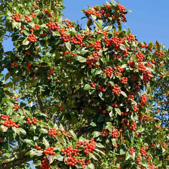 Hybrid Cockspur Hawthorn | Crataegus x lavalleei 'Carrierei' Ornamental Trees