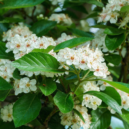Hybrid Cockspur Hawthorn | Crataegus x lavalleei 'Carrierei' Ornamental Trees