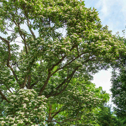 Hybrid Cockspur Hawthorn | Crataegus x lavalleei 'Carrierei' Ornamental Trees