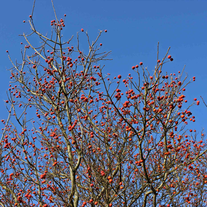 Hybrid Cockspur Hawthorn | Crataegus x lavalleei 'Carrierei' Ornamental Trees