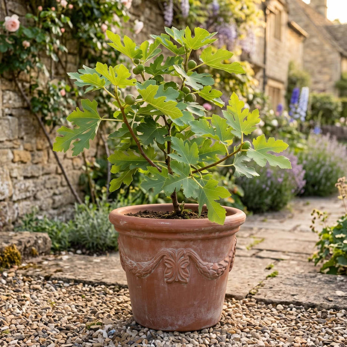 'Ice Crystal' Fig Tree Mediterranean Fruit Trees
