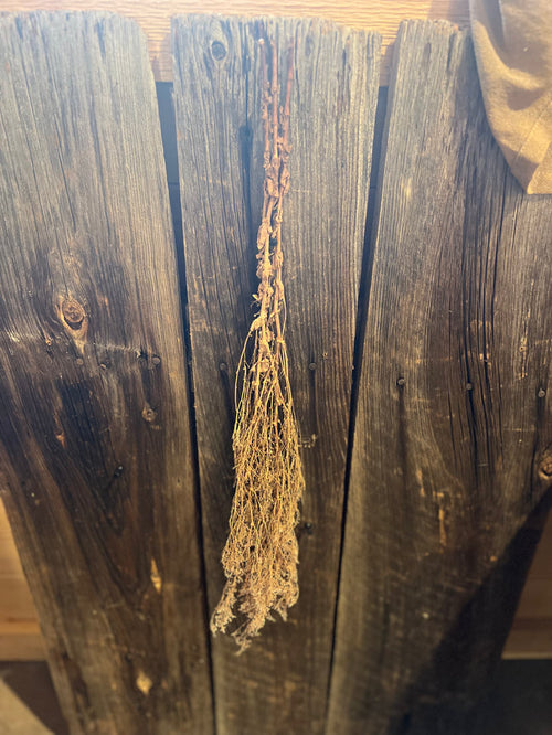 Dried Caspia Bunch