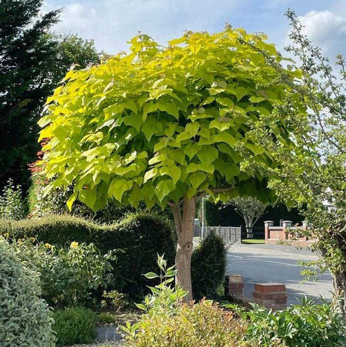 Indian Bean Tree | Catalpa bignonioides 'Aurea' Ornamental Trees