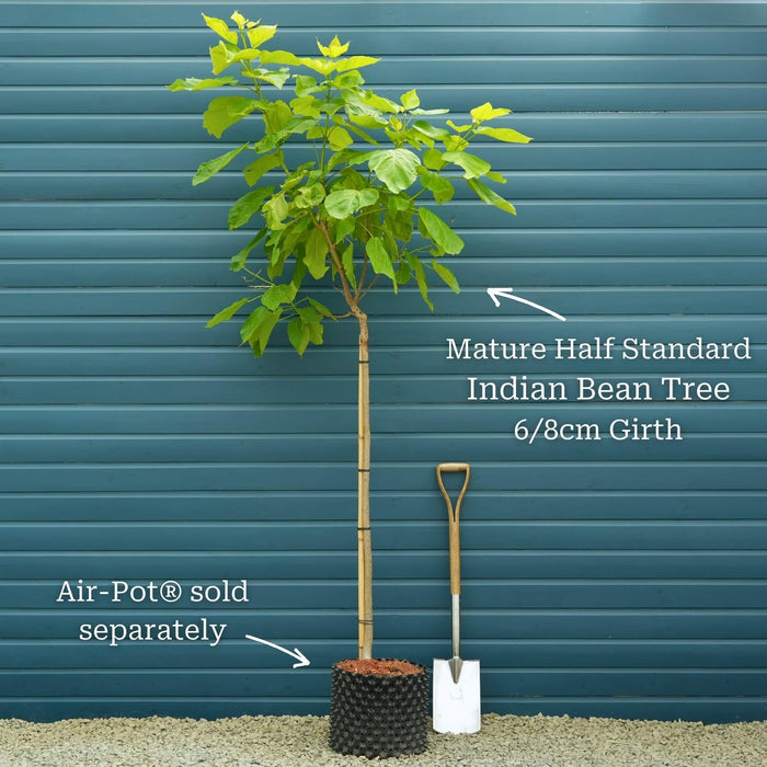 Half Standard Air-Pot® Grown Tree - 6/8cm Girth Trunk