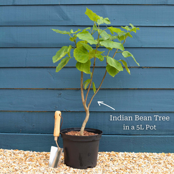 Indian Bean Tree | Catalpa bignonioides 'Aurea' Ornamental Trees