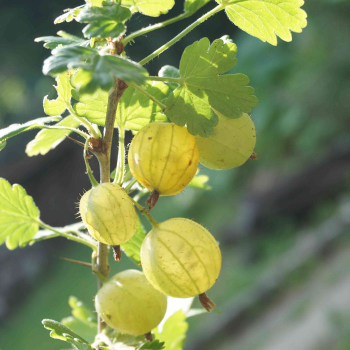 'Invicta' Gooseberry Bush Soft Fruit