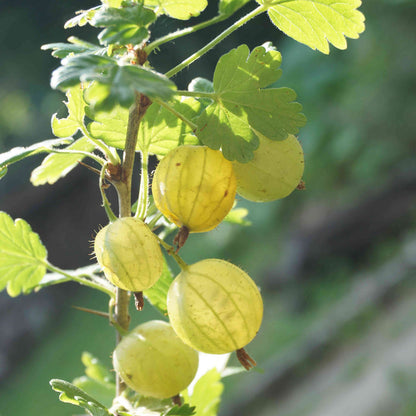'Invicta' Gooseberry Bush Soft Fruit