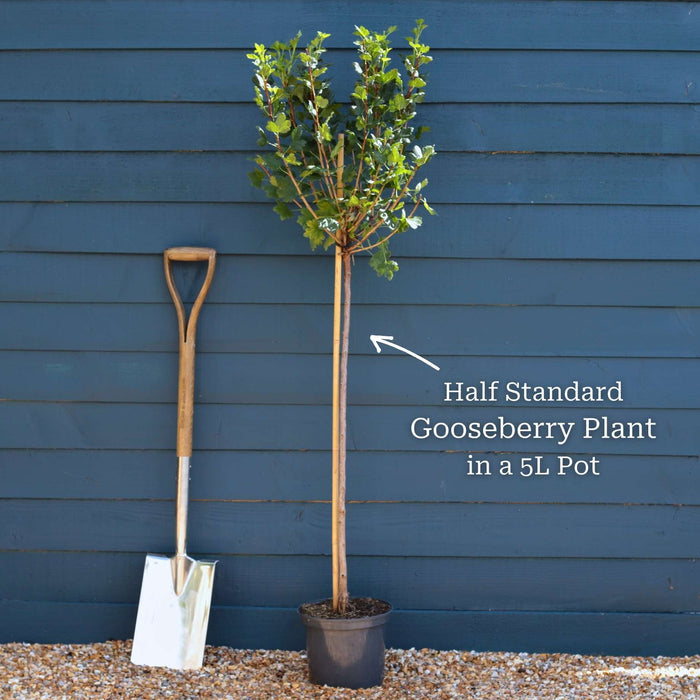 'Invicta' Gooseberry Bush Soft Fruit