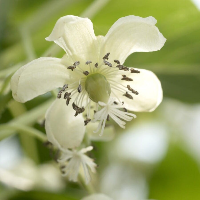 'Issai' Hardy Kiwi Plant Soft Fruit