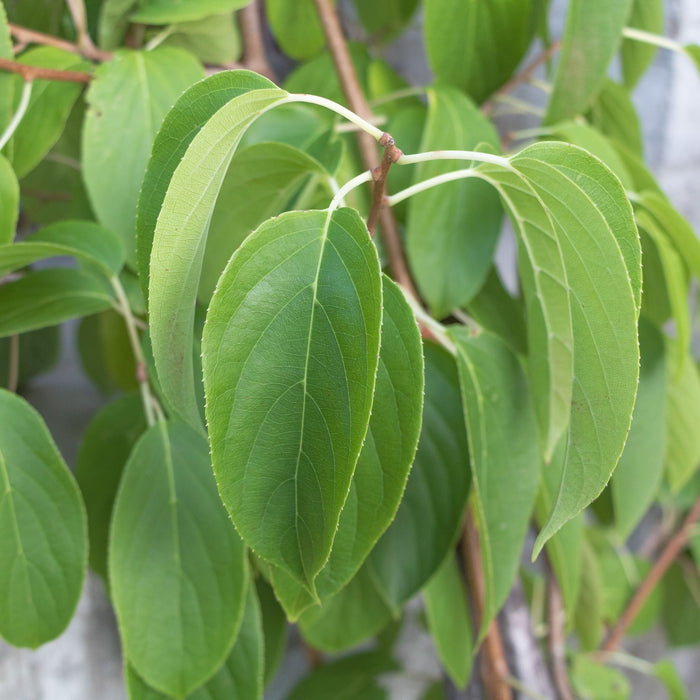 'Issai' Hardy Kiwi Plant Soft Fruit