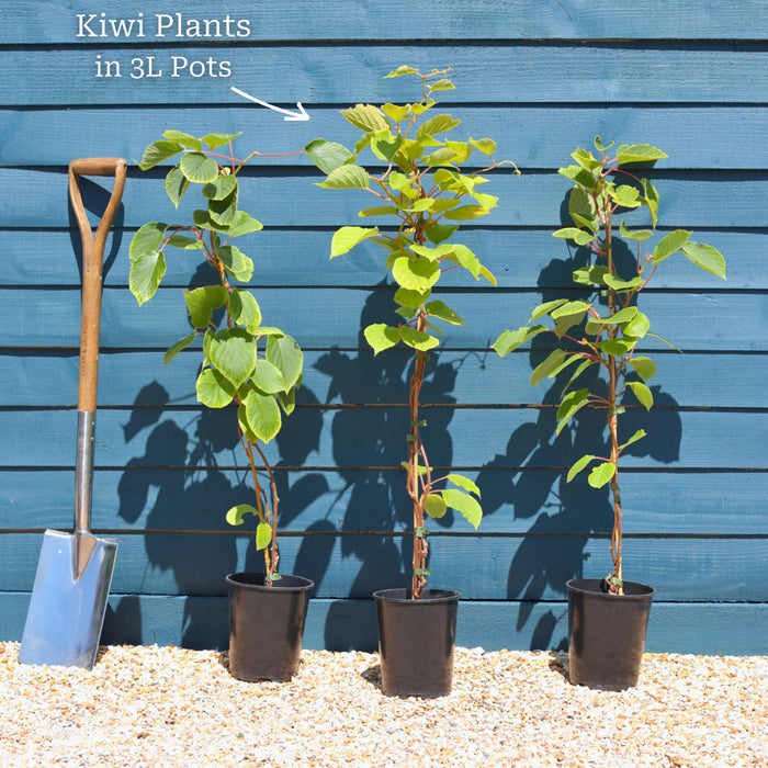 'Issai' Hardy Kiwi Plant Soft Fruit