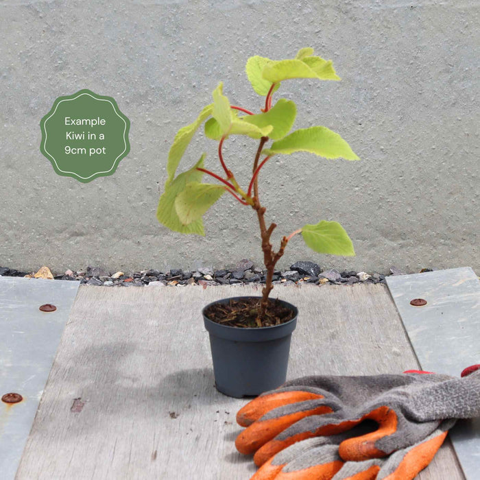 Plant in a 9cm Pot