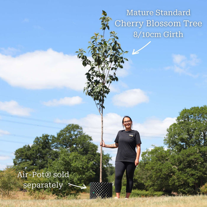 Standard Air-Pot® Grown Tree - 8/10cm Girth Trunk