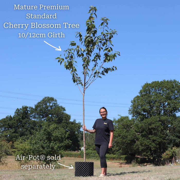 Premium Standard Air-Pot® Grown Tree - 10/12cm Girth Trunk