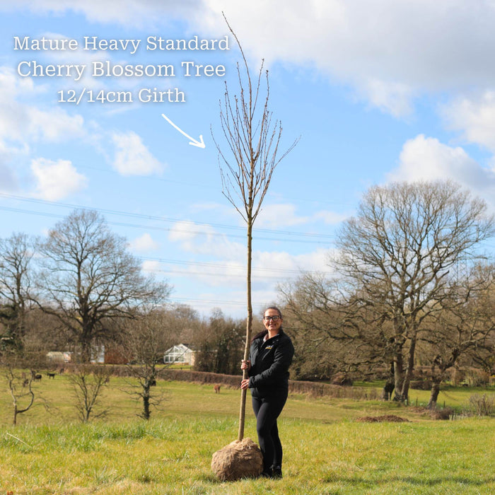Heavy Standard Bare Root Tree - 12/14cm Girth Trunk