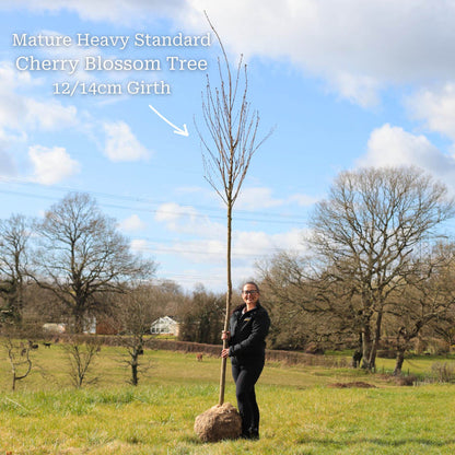 Heavy Standard Bare Root Tree - 12/14cm Girth Trunk