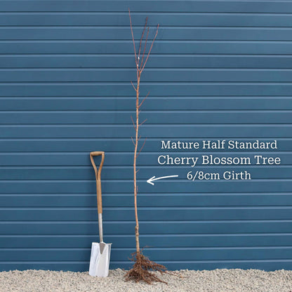 Half-Standard Bare Root Tree - 6/8cm Girth Trunk