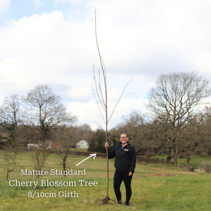 Standard Bare Root Tree - 8/10cm Girth Trunk