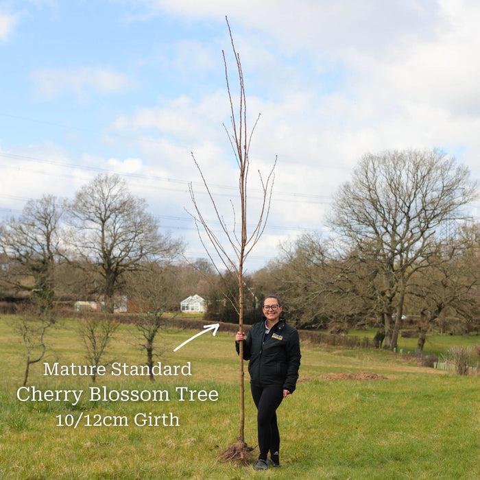 Premium Standard Bare Root Tree - 10/12cm Girth Trunk