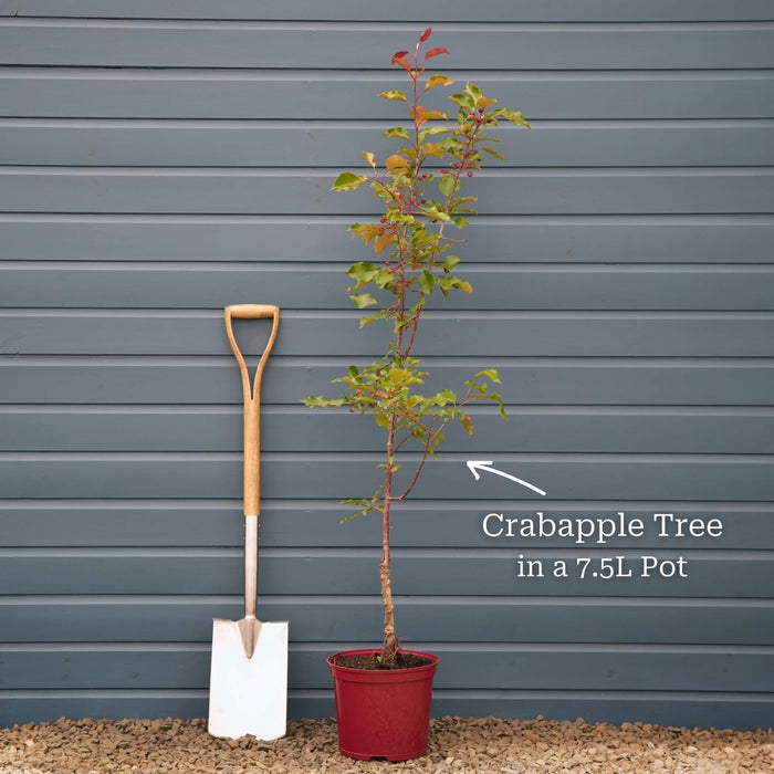 'Evereste' Crabapple Tree Ornamental Trees