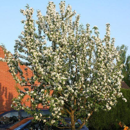 John Downie Crabapple Tree Ornamental Trees