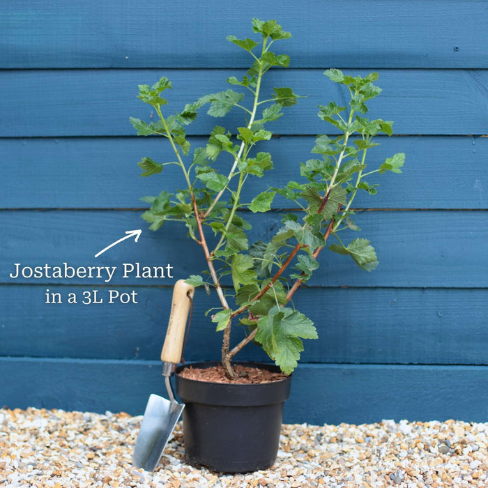 Jostaberry Plant Soft Fruit