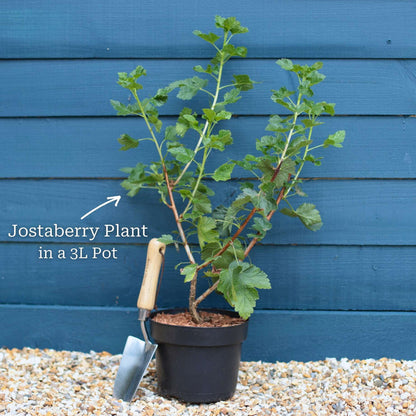 Jostaberry Plant Soft Fruit