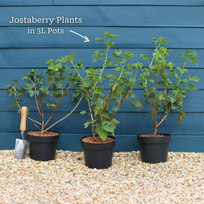 Jostaberry Plant Soft Fruit