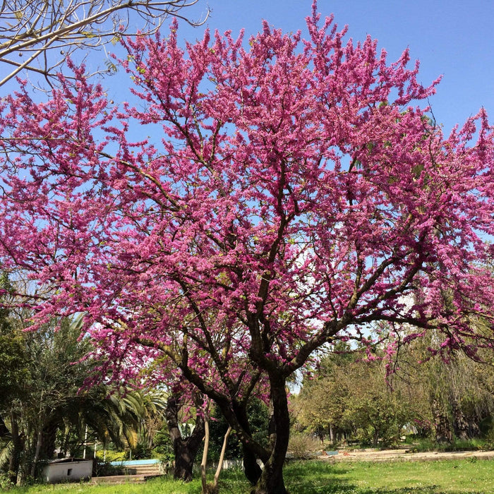 Judas Tree | Cercis siliquastrum Ornamental Trees