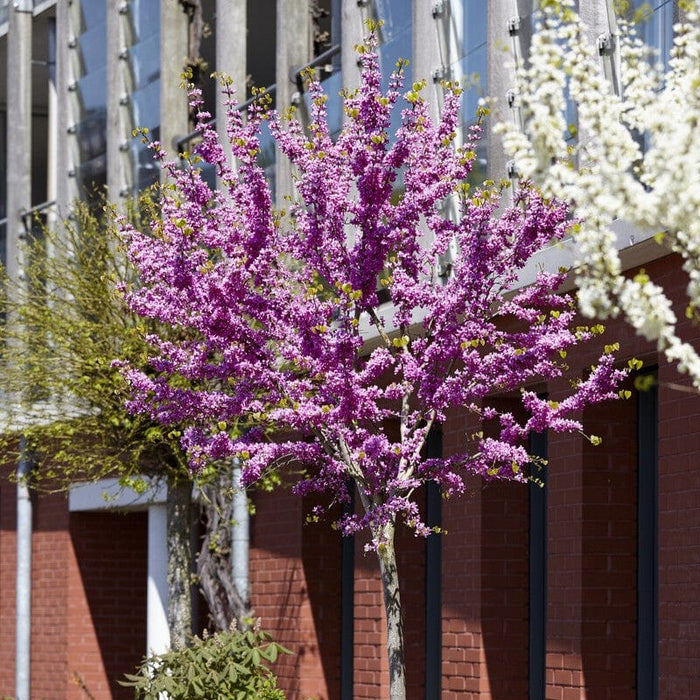 Judas Tree | Cercis siliquastrum Ornamental Trees