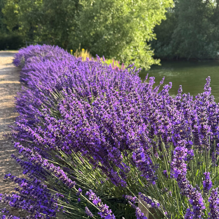 Lavender 'Hidcote Improved' Perennial Bedding
