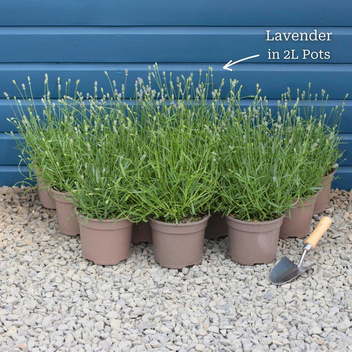 Lavender 'Hidcote Improved' Perennial Bedding