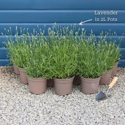 Lavender 'Hidcote Improved' Perennial Bedding