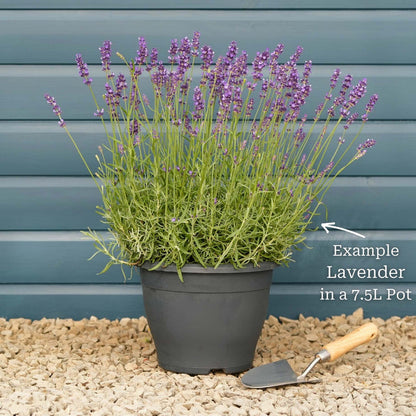 Lavender 'Hidcote Improved' Perennial Bedding