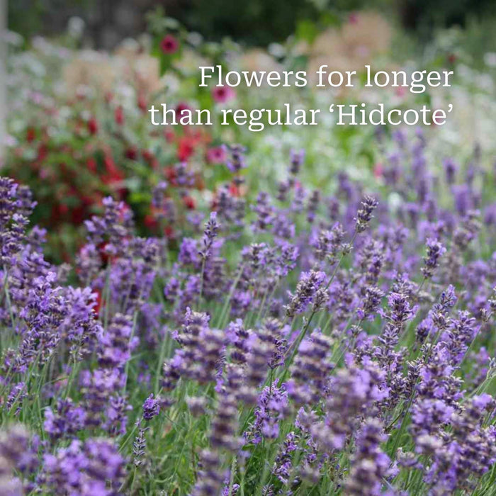 Lavender 'Hidcote Improved' Perennial Bedding