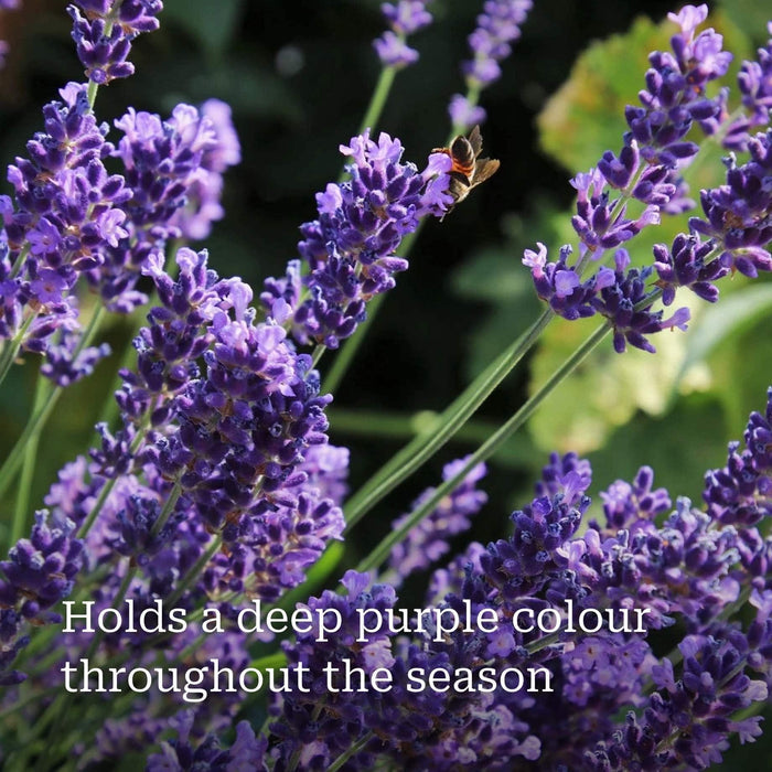 Lavender 'Hidcote Improved' Perennial Bedding