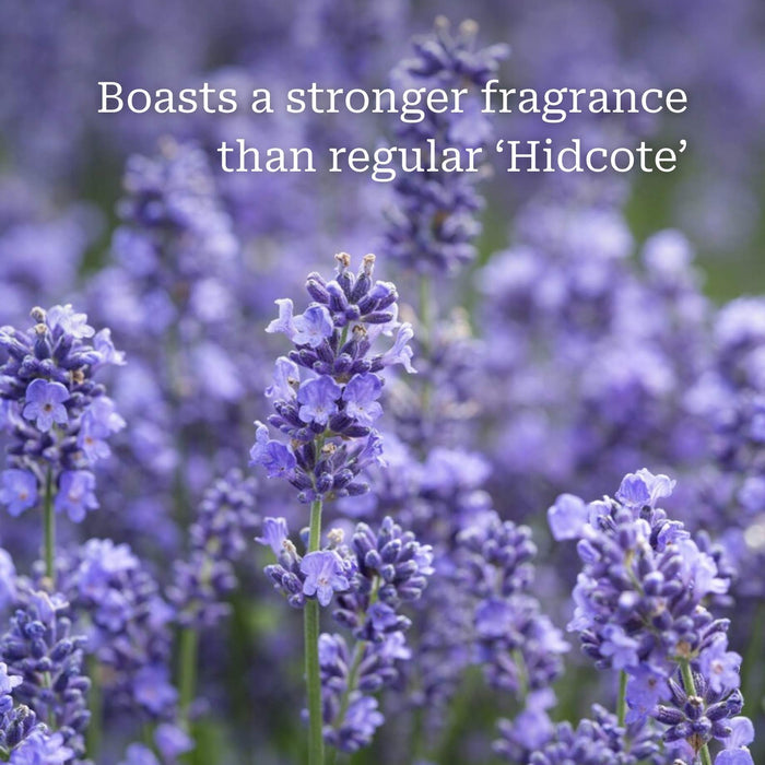 Lavender 'Hidcote Improved' Perennial Bedding