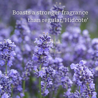 Lavender 'Hidcote Improved' Perennial Bedding