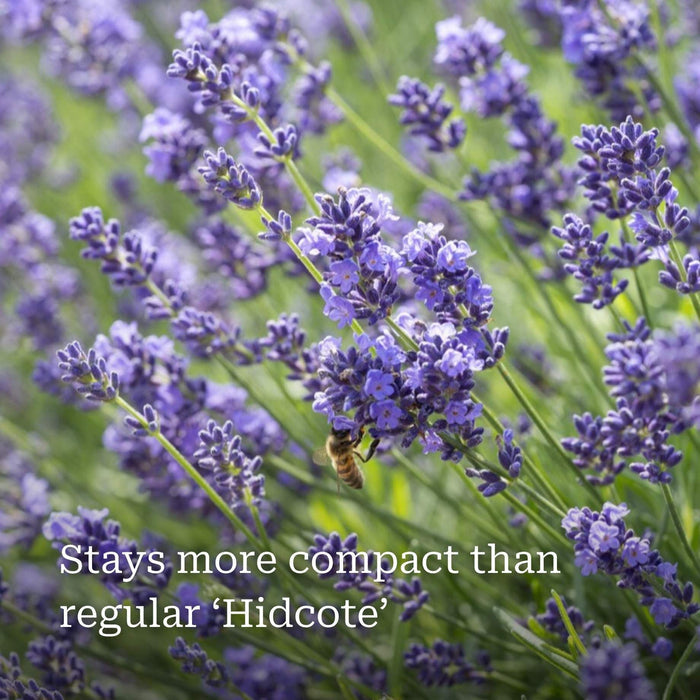 Lavender 'Hidcote Improved' Perennial Bedding