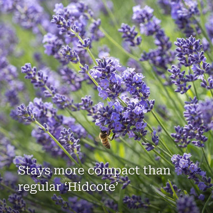 Lavender 'Hidcote Improved' Perennial Bedding