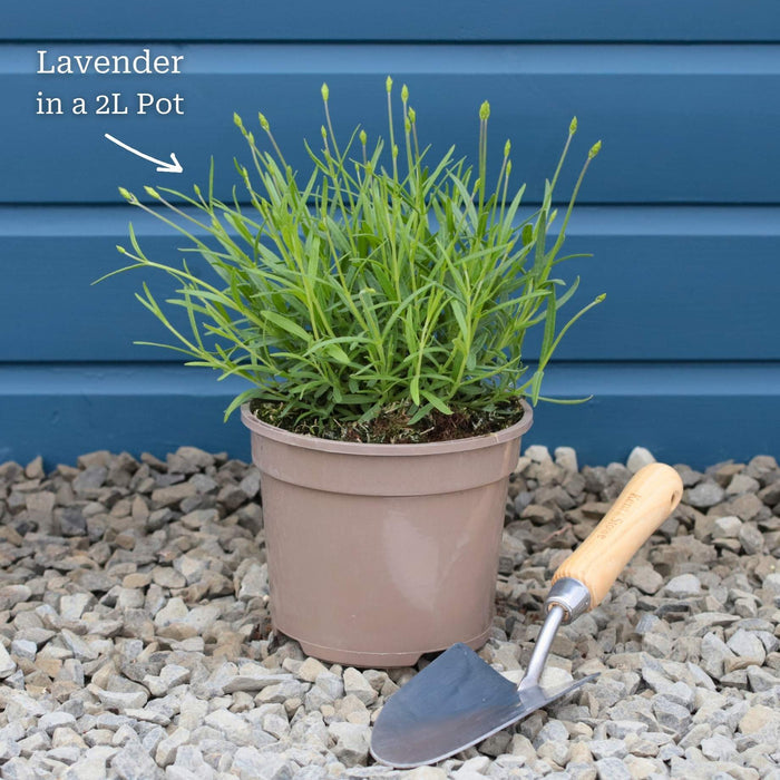 Lavender 'Hidcote Improved' Perennial Bedding