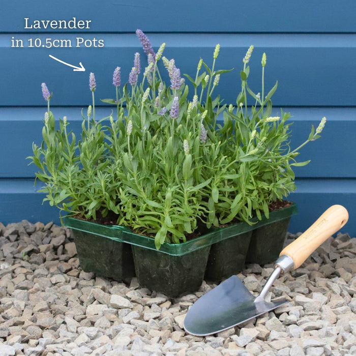 6 Garden-ready Plants in 10.5cm Pots