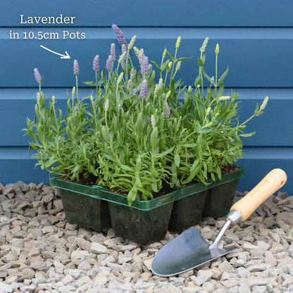 6 Garden-ready Plants in 10.5cm Pots
