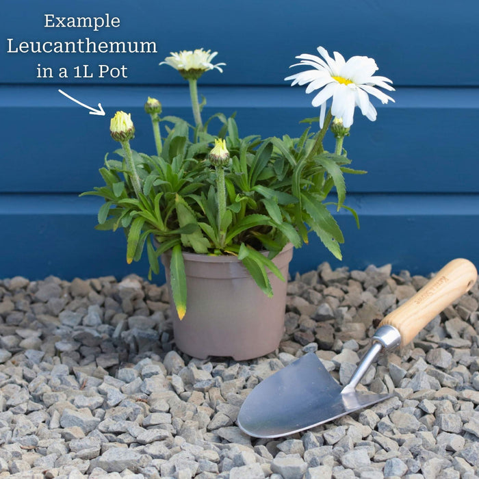 Leucanthemum 'Madonna' | Shasta Daisy Perennial Bedding