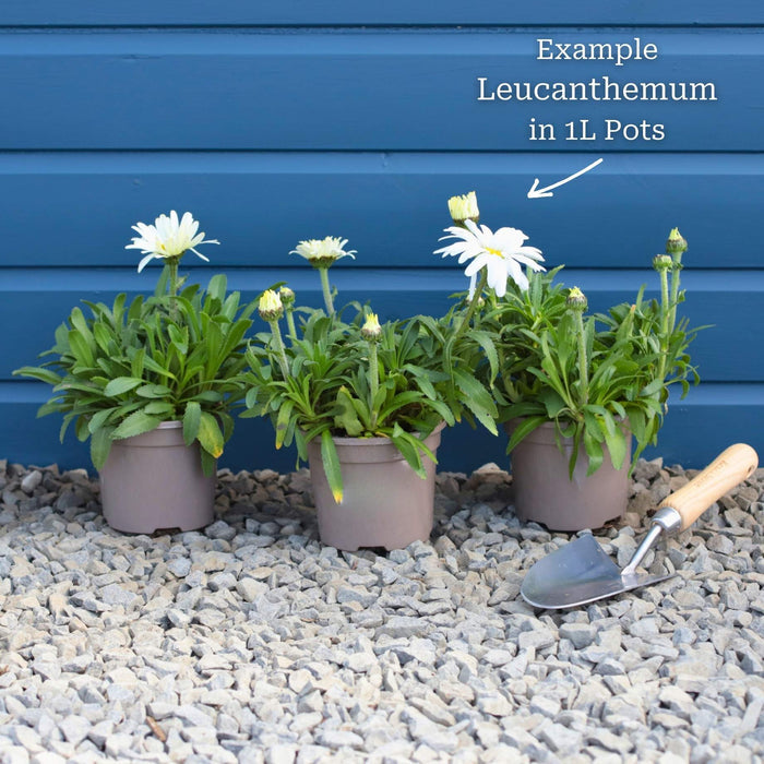 Leucanthemum 'Madonna' | Shasta Daisy Perennial Bedding