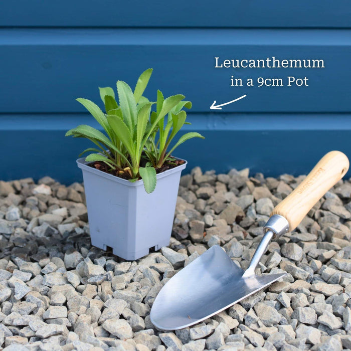 Leucanthemum 'Western Star Taurus' | Daisy Perennial Bedding