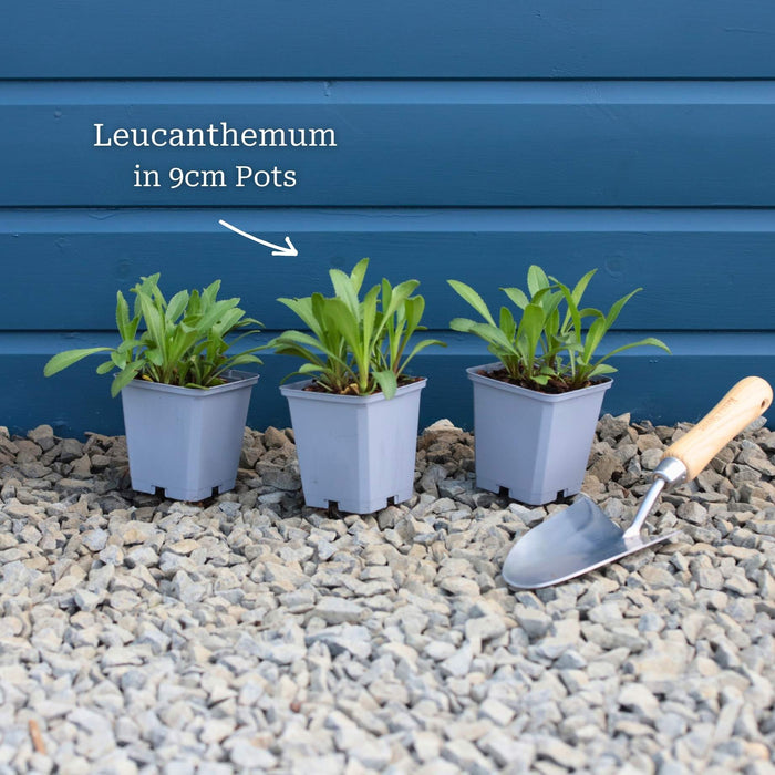 Leucanthemum 'Western Star Taurus' | Daisy Perennial Bedding