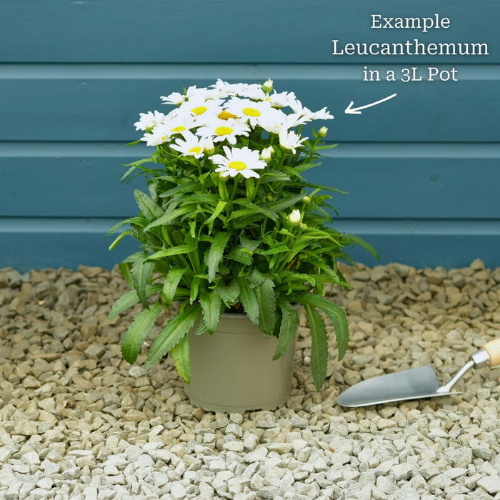 Premium Plant in a 3L Pot