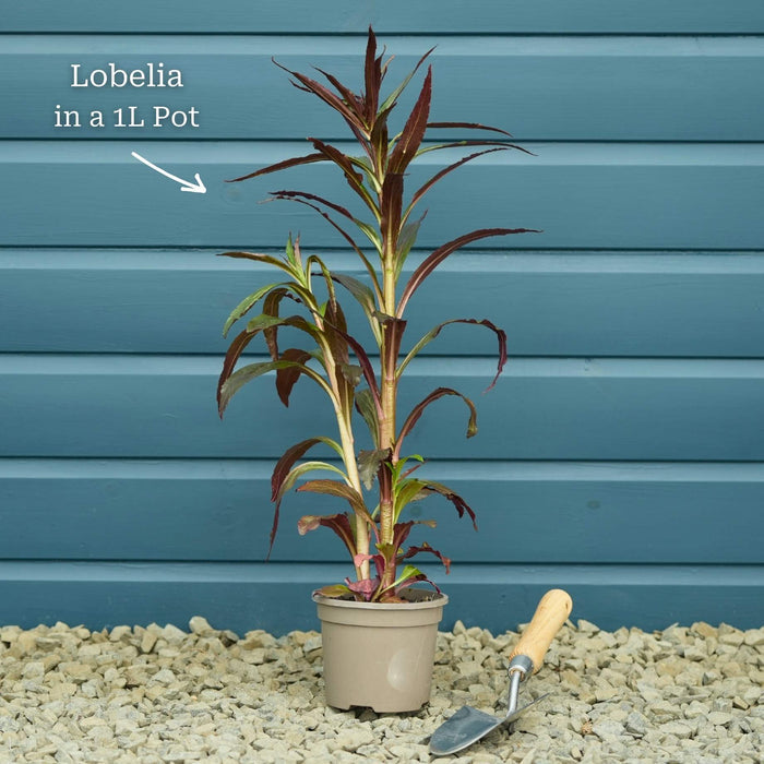 Lobelia 'Queen Victoria' Perennial Bedding