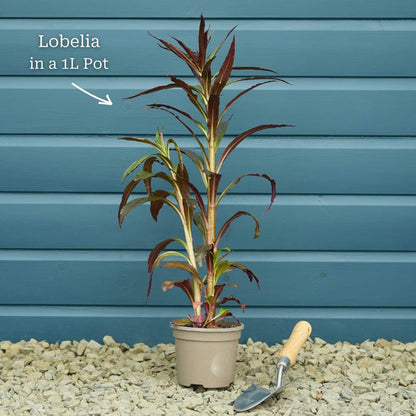 Lobelia 'Queen Victoria' Perennial Bedding